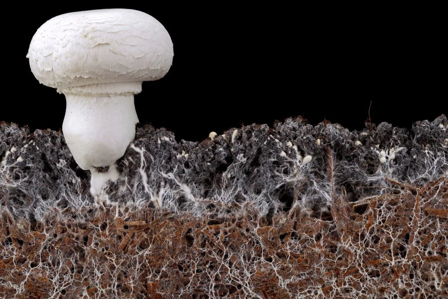 A button mushroom growing from mycelium